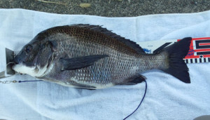 フジツボで釣れた黒鯛43センチ